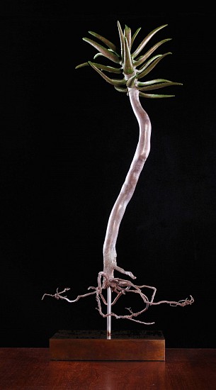 NIC BLADEN, Aloe dichotoma
Bronze