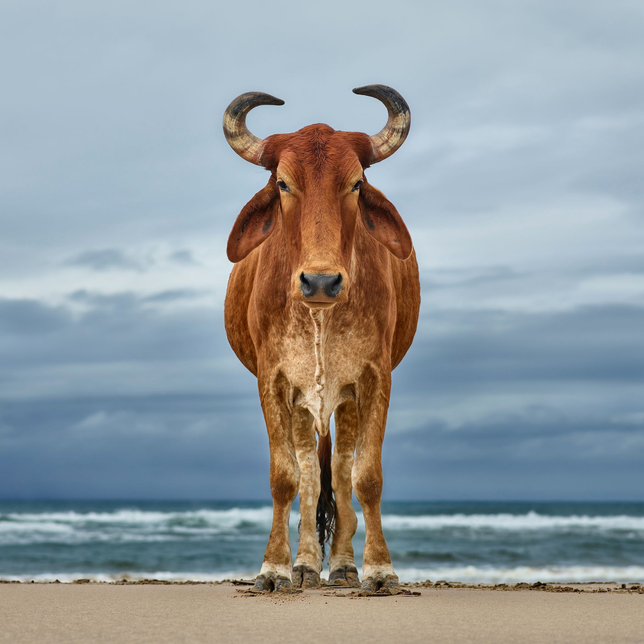 Daniel Naude, Xhosa bull on the shore, Eastern Cape, South Africa, 12 April 2018. (Xhosa cattle on the shore project), C Print Lightjet on Kodak Professional Endura Premier Paper, 110 x 110 cm