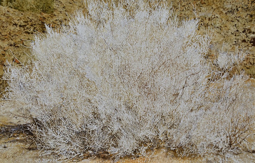 LEIGH VOIGT, Dry White Bush: Richtersveld
2015, Oil on canvas