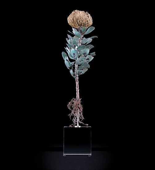 NIC BLADEN, Leucospermum erubescens
Bronze