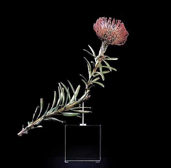 NIC BLADEN, Leucospermum cordifolium
Bronze