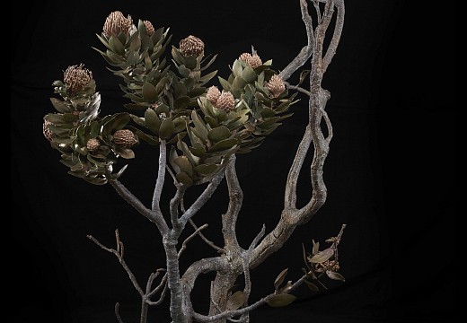 Nic Bladen Leucospermum conocarpodendron II 175 x 123 x 85cm Bronze AS