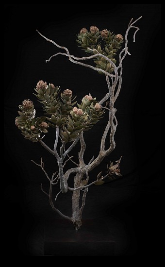 NIC BLADEN, Leucospermum conocarpodendron
Bronze  and silver