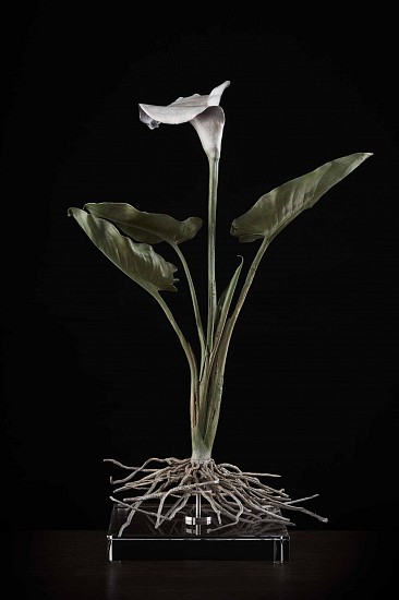 NIC BLADEN, Zantedeschia aethiopica(arum)
Bronze  and silver