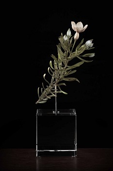 NicBladen Orphium Frutescens bronze 25 x 16 x 19cm