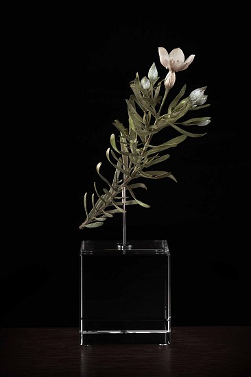 NIC BLADEN, Orphium Frutescens
Bronze  and silver