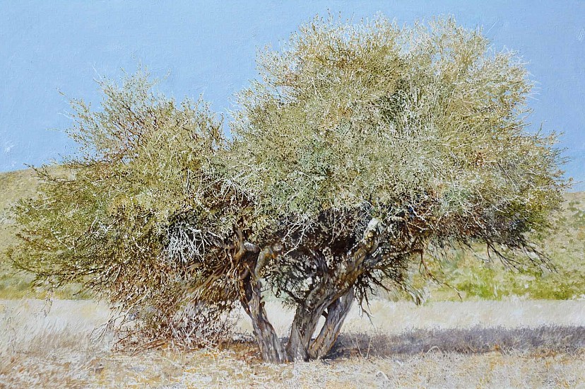 LEIGH VOIGT, Boscia albitrunca, Tswalu
Oil on canvas