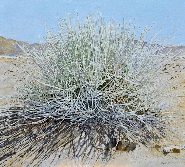 LEIGH VOIGT, Cadaba aphylla, Leafless Wormbush, Richtersveld
Oil on canvas