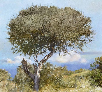 Boscia albitrunca, Mapungubwe, 100x110cm, oil on canvas