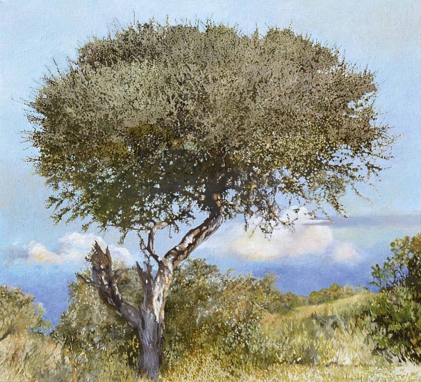 LEIGH VOIGT, Boscia albitrunca, Mapungubwe
Oil on canvas