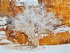 Ficus palmata, Wadi Rum, Jordan, 110 x 130cm, oil on canvas