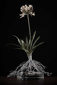 NicBladen Agapanthus africanus bronze 60 x 44 x 42cm