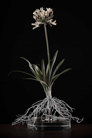 NIC BLADEN, Agapanthus africanus
Bronze and silver on crystal base