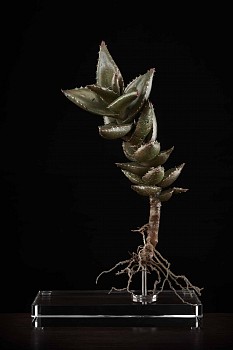 NicBladen Aloe distans bronze 35 x 20 x 17cm