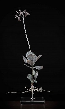 NicBladen Coteledon orbiculata bronze 72 x 36 x 29cm