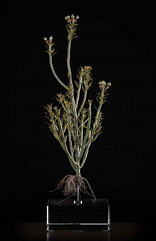 NicBladen Euphorbia mauritanica bronze 53 x 20 x 18cm