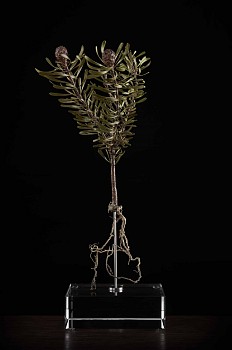 NicBladen Leucadendron galpinii bronze 33 x 15 x 15cm