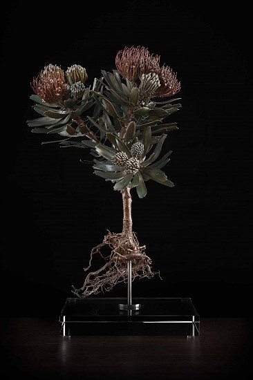 NIC BLADEN, Leucospermum erubescens
Bronze and silver on crystal base