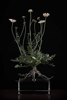 NicBladen Scabiosa incisa bronze 41 x 26 x 24cm