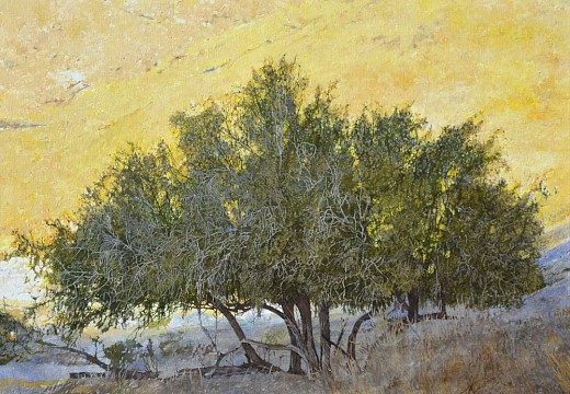 Euclea pseudebenus, Black ebony, Richtersveld, 90 x 120cm, oil on canvas web