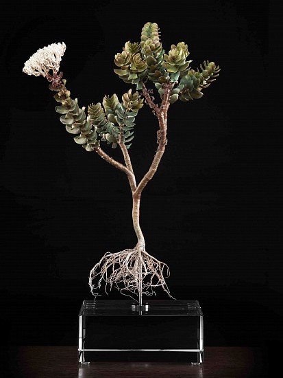 NIC BLADEN, Crassula dejecta
Bronze  and silver