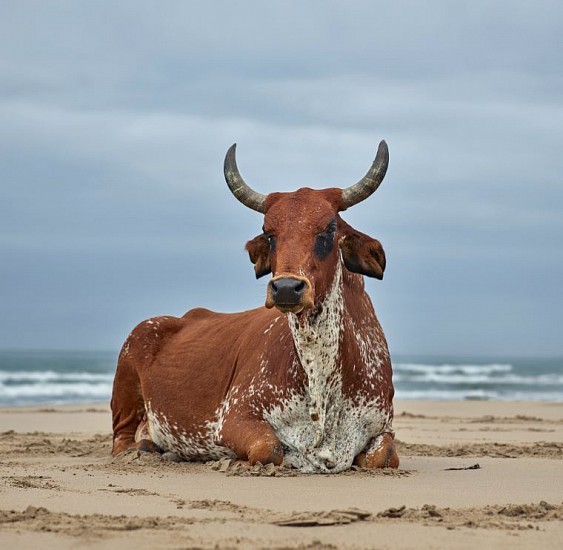 DANIEL NAUDÉ, Xhosa cow sitting on the shore. Eastern Cape, South Africa, 11 April 2018 (Xhosa Cattle on the Shore), 2018
C-Print, Lightjet on Kodak professional Endura Premier paper Dibonded on aluminium and Diasec