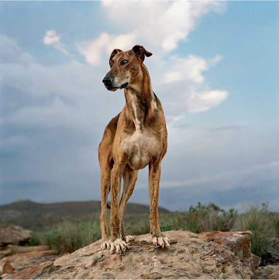 DANIEL NAUDÉ, Africanis 23. Richmond, Northern Cape, 28 January 2009 (Africanis)
C-Print, Lightjet on Fujifilm professional paper, Dibonded on aluminium