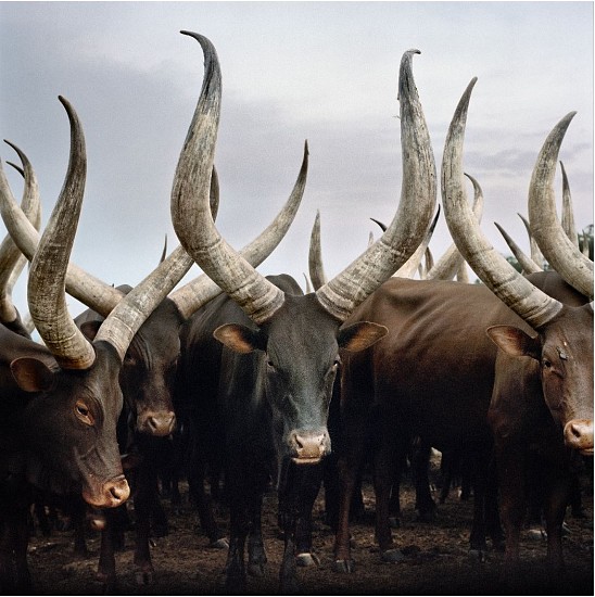 DANIEL NAUDÉ, Group of Ankole cattle. Kiruhura district, Western Region, Uganda, 2012 (Sightings of the Sacred project), 2014
C-Print, Lightjet on Kodak professional Endura Premier, Diasec diabonded