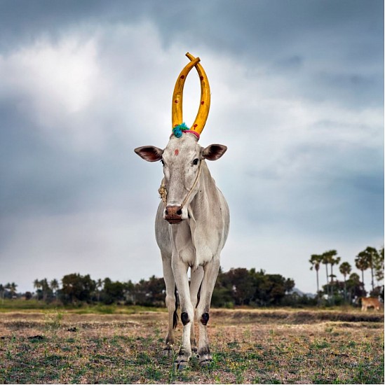 DANIEL NAUDÉ, Mattu Pongal 28. Kanakkandal district, Tamil Nadu, India, 2014 (Sightings of the Sacred), 2014
C-Print, Lightjet on Fujifilm professional paper, Dibonded on aluminium