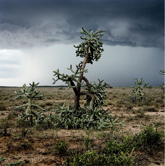 DANIEL NAUDÉ, Storm Approaching Aberdeen. Eastern Cape, 3 March 2010 (Animal Farm), 2007 - 2012
C-Print, Lightjet on Fujifilm professional paper, Dibonded on aluminium