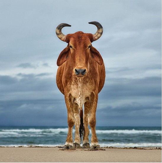 DANIEL NAUDÉ, Xhosa bull on the shore, Eastern Cape, South Africa, 12 April 2018 (Xhosa Cattle on the shore), 2018
C-Print, Lightjet on Kodak professional Endura Premier paper Dibonded on aluminium and Diasec