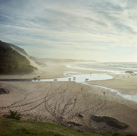 DANIEL NAUDÉ, Xhosa cattle at Nebelele river mouth. Eastern Cape, South Africa, 2 April 2018 (Xhosa Cattle on the shore), 2018
C-Print, Lightjet on Kodak professional Endura Premier paper Dibonded on aluminium and Diasec