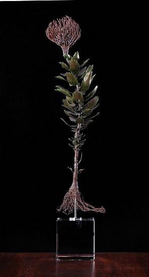 NIC BLADEN, Leucospermum cordifolium
Bronze