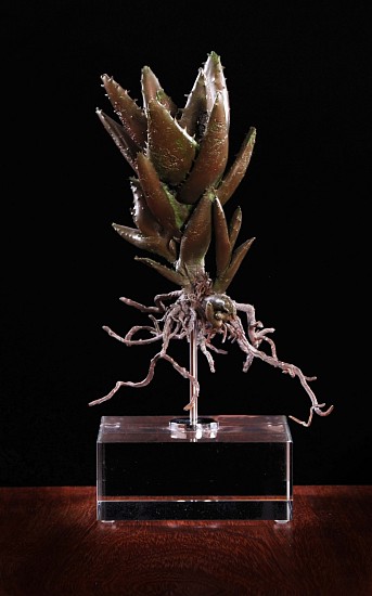 NIC BLADEN, Aloe mitriformis
Bronze