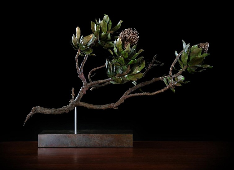 NIC BLADEN, Leucospermum conocarpadendron
Bronze