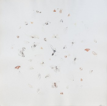 LOW Bronwyn Lace, Homage to Hirst II (Impression) Imperfect Specimens, Butterfly pigment impressions on Fabriano paper, 75 x 75 cm