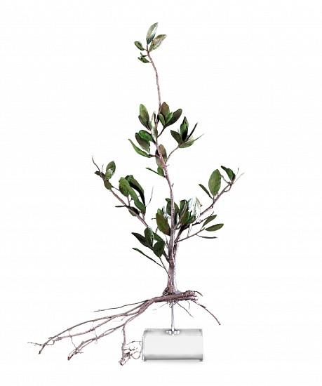 NIC BLADEN, Ficus Cordata
Bronze