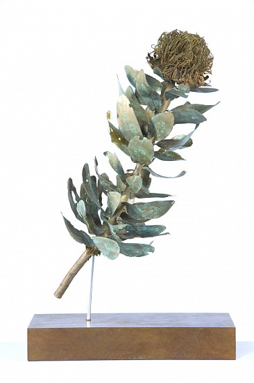 NIC BLADEN, Protea Nitida Cutting
Bronze