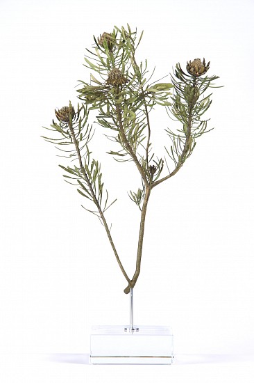 NIC BLADEN, Protea Scolymocephala
Bronze