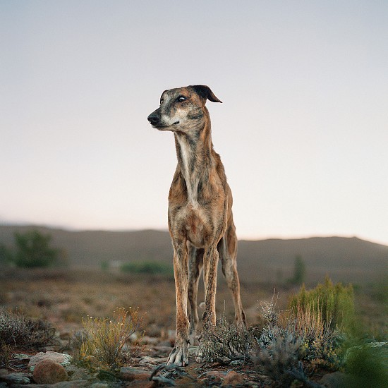 DANIEL NAUDÉ, Africanis dog. Murraysburg, South Africa, 7 February 2009
Archival pigment print on hahnemuehle cotton rag 308 gsm paper