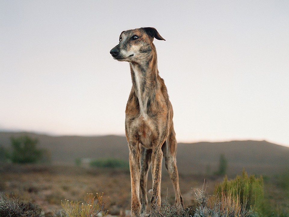 LOW Africanis dog. Murraysburg, South Africa, 7 February 2009 Ed of 20