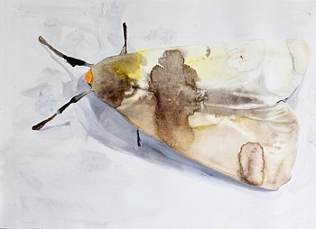 Night Thought #5 Tanya Poole ink and watercolour on paper 30 x 40cm 2020