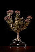 Leucospermum (reflexum hybrid) s jpeg