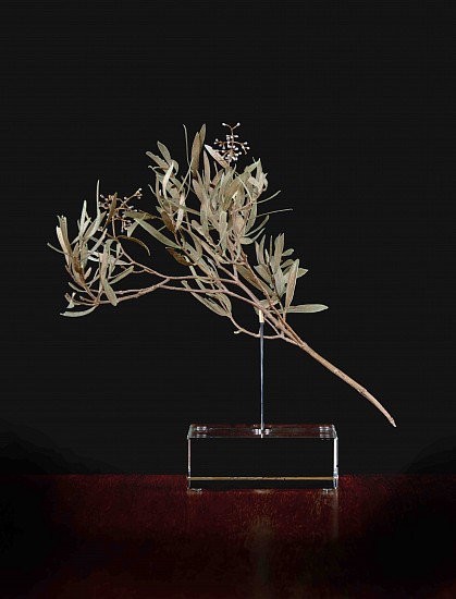 NIC BLADEN, Olea exasperata
Bronze