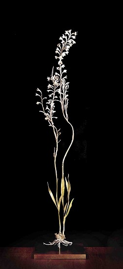 NIC BLADEN, Watsonia tabularis
Bronze and silver