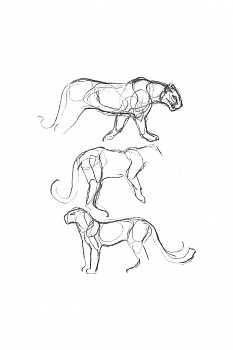 Lewis p009 leopard study ii