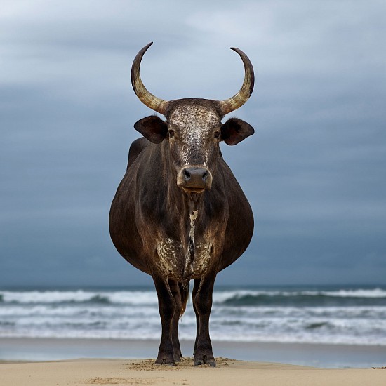 DANIEL NAUDÉ, Xhosa cow on the shore. Eastern Cape, South Africa, 6 April 2018 (Xhosa Cattle on the shore 2018)
C-Print, Lightjet on Kodak professional Endura Premier, Diasec diabonded