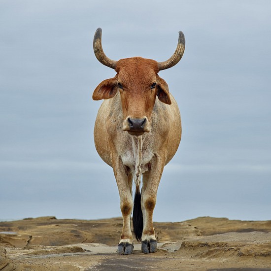 DANIEL NAUDÉ, Xhosa bull on the shore. Kiwane, Eastern Cape, South Africa, 14 April 2018
C-Print, Lightjet on Kodak professional Endura Premier, Diasec diabonded