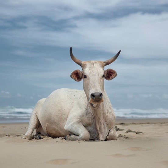 DANIEL NAUDÉ, Xhosa cow sitting on the shore. Noxova, Eastern Cape, South Africa, 5 December 2019
C-Print, Lightjet on Kodak professional Endura Premier, Diasec diabonded