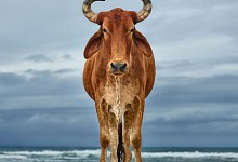 Daniel Naude, Xhosa bull on the shore, Eastern Cape, South Africa, 12 April 2018. (Xhosa cattle on the shore project), C Print Lightjet on Kodak Professional Endura Premier Paper, 110 x 110 cm